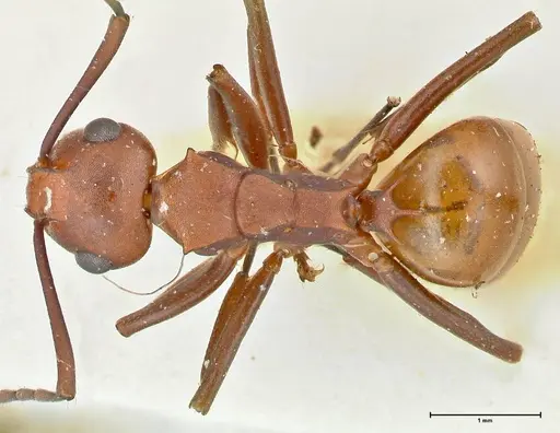 Polyrhachis thrinax specimen FOCOL2527 image focol2527_1
