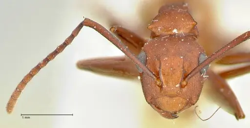 Polyrhachis thrinax specimen FOCOL2527 image focol2527_2