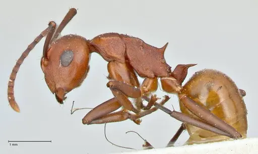 Polyrhachis thrinax specimen FOCOL2527 image focol2527_3