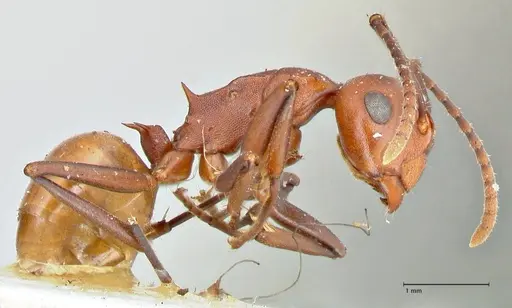 Polyrhachis thrinax specimen FOCOL2527 image focol2527_4