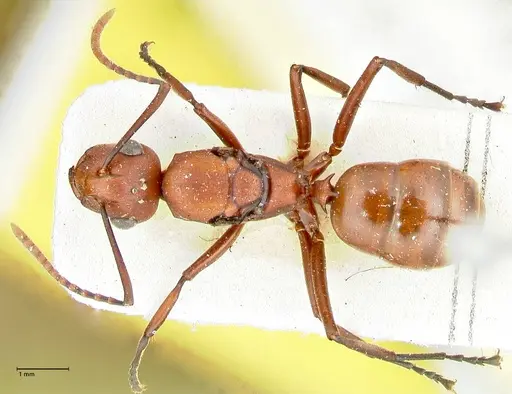 Polyrhachis thrinax specimen FOCOL2528 image focol2528_1