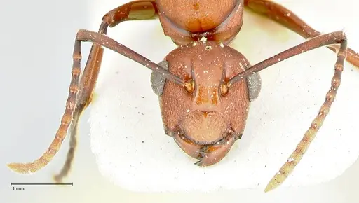 Polyrhachis thrinax specimen FOCOL2528 image focol2528_2