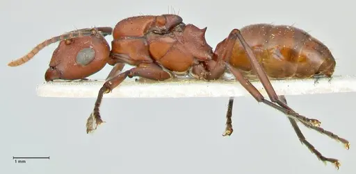 Polyrhachis thrinax specimen FOCOL2528 image focol2528_3