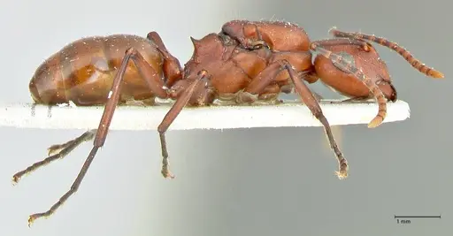 Polyrhachis thrinax specimen FOCOL2528 image focol2528_4