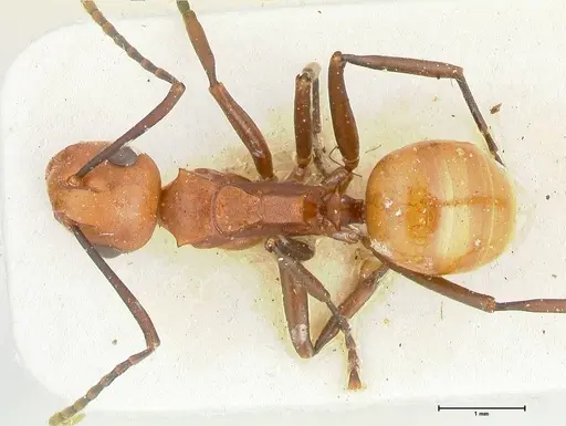 Polyrhachis thrinax specimen FOCOL2529 image focol2529_1