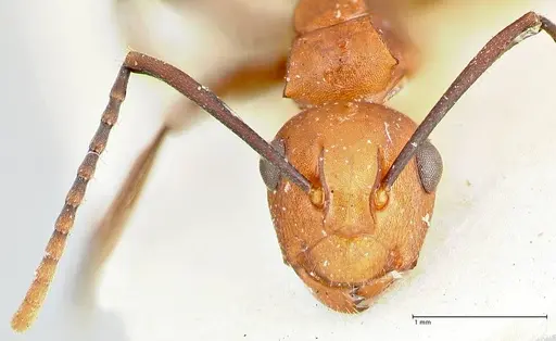 Polyrhachis thrinax specimen FOCOL2529 image focol2529_2