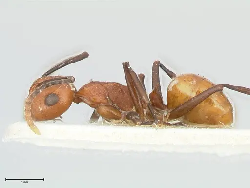 Polyrhachis thrinax specimen FOCOL2529 image focol2529_3