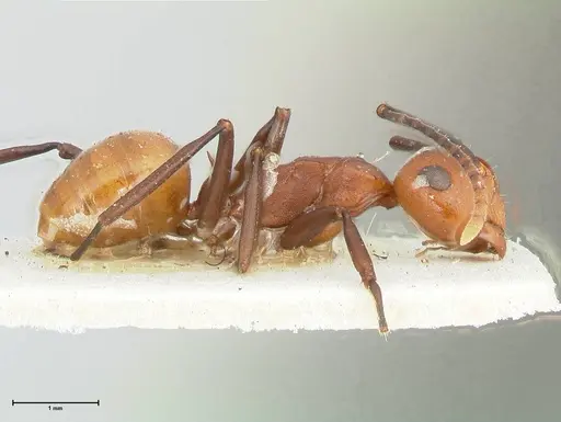 Polyrhachis thrinax specimen FOCOL2529 image focol2529_4