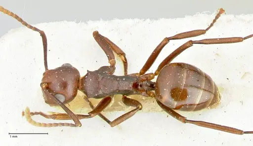 Polyrhachis thrinax specimen FOCOL2530 image focol2530_1