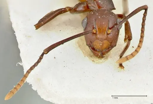 Polyrhachis thrinax specimen FOCOL2530 image focol2530_2