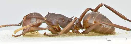 Polyrhachis thrinax specimen FOCOL2530 image focol2530_3