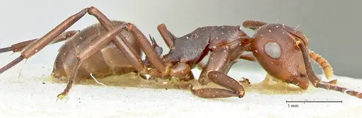 Polyrhachis thrinax specimen FOCOL2530 image focol2530_4