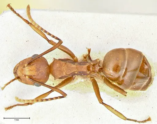 Polyrhachis thrinax specimen FOCOL2531 image focol2531_1