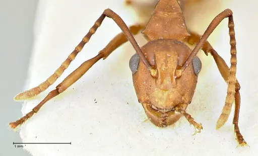 Polyrhachis thrinax specimen FOCOL2531 image focol2531_2