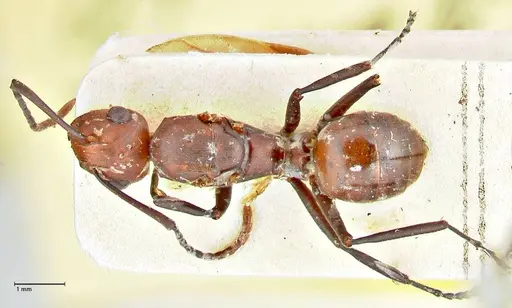 Polyrhachis thrinax specimen FOCOL2532 image focol2532_1