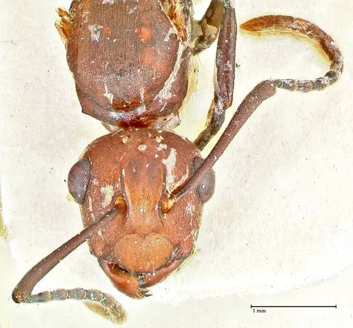 Polyrhachis thrinax specimen FOCOL2532 image focol2532_2