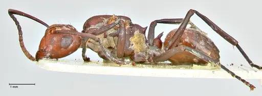Polyrhachis thrinax specimen FOCOL2532 image focol2532_3