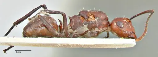 Polyrhachis thrinax specimen FOCOL2532 image focol2532_4