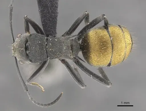 Polyrhachis thusnelda specimen CASENT0910812 image casent0910812_1