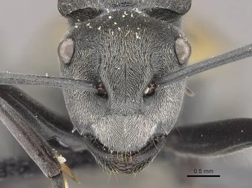 Polyrhachis thusnelda specimen CASENT0910812 image casent0910812_2