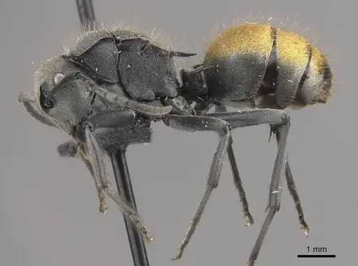 Polyrhachis thusnelda specimen CASENT0910812 image casent0910812_3