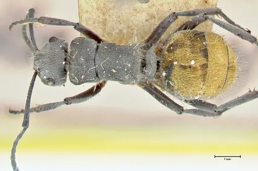 Polyrhachis thusnelda specimen FOCOL2591 image focol2591_1