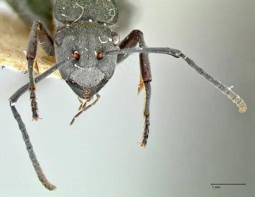 Polyrhachis thusnelda specimen FOCOL2591 image focol2591_2
