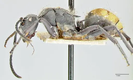 Polyrhachis thusnelda specimen FOCOL2591 image focol2591_3