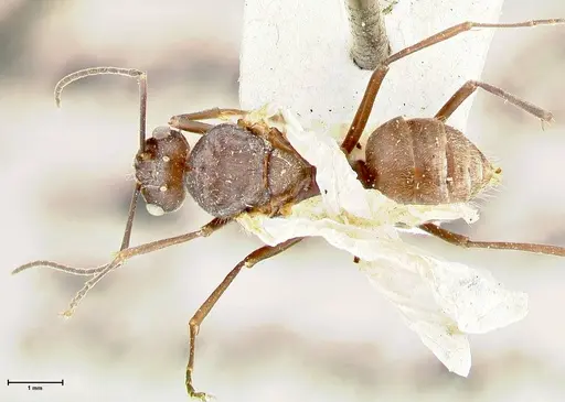 Polyrhachis thusnelda specimen FOCOL2592 image focol2592_1