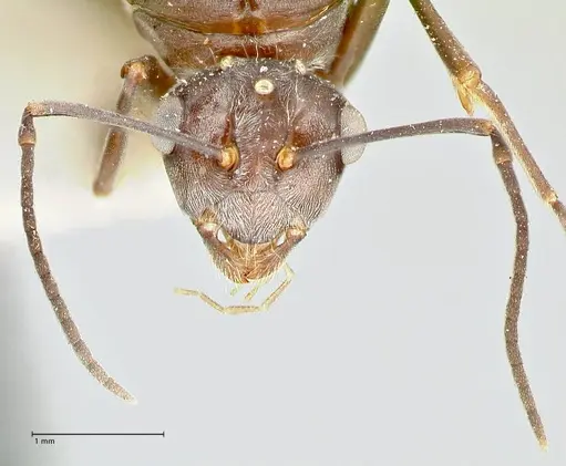 Polyrhachis thusnelda specimen FOCOL2592 image focol2592_2