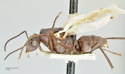 Polyrhachis thusnelda specimen FOCOL2592 image focol2592_3