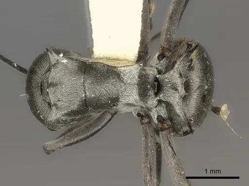 Polyrhachis tibialis specimen CASENT0217805 image casent0217805_1