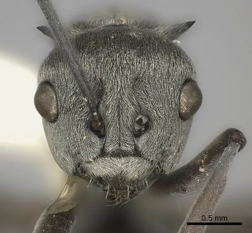Polyrhachis tibialis specimen CASENT0217805 image casent0217805_2