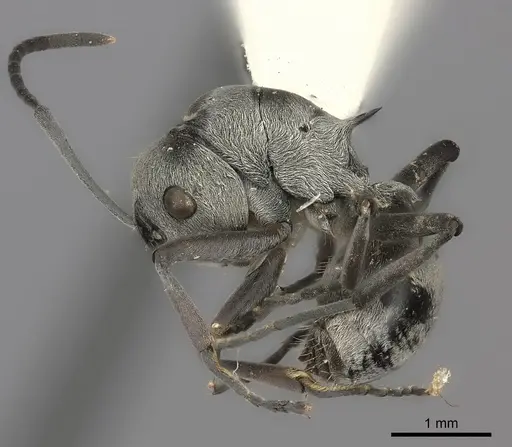 Polyrhachis tibialis specimen CASENT0217805 image casent0217805_3