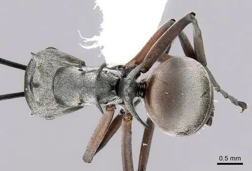 Polyrhachis tibialis specimen CASENT0281409 image casent0281409_1