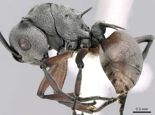 Polyrhachis tibialis specimen CASENT0281409 image casent0281409_3