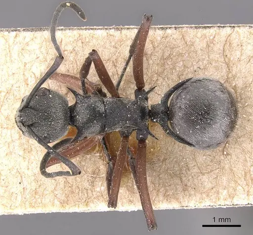 Polyrhachis tibialis specimen CASENT0905636 image casent0905636_1