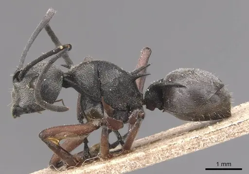 Polyrhachis tibialis specimen CASENT0905636 image casent0905636_3