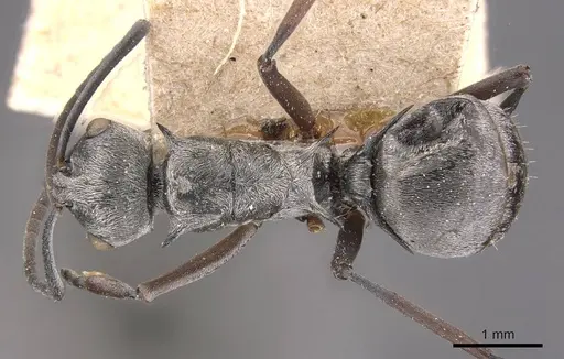 Polyrhachis tibialis specimen CASENT0905637 image casent0905637_1