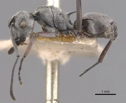 Polyrhachis tibialis specimen CASENT0905637 image casent0905637_3