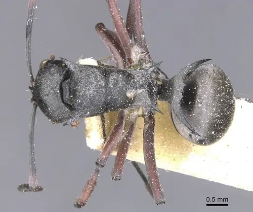 Polyrhachis tibialis specimen CASENT0912155 image casent0912155_1