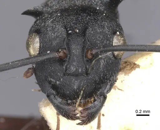 Polyrhachis tibialis specimen CASENT0912155 image casent0912155_2