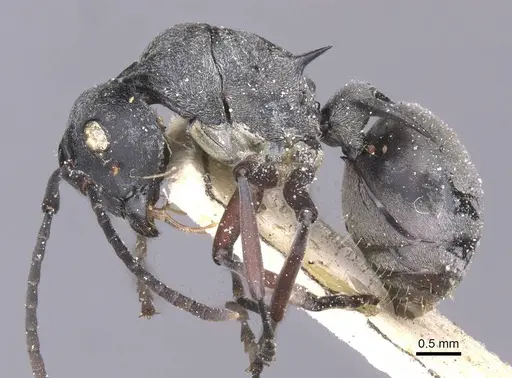 Polyrhachis tibialis specimen CASENT0912155 image casent0912155_3