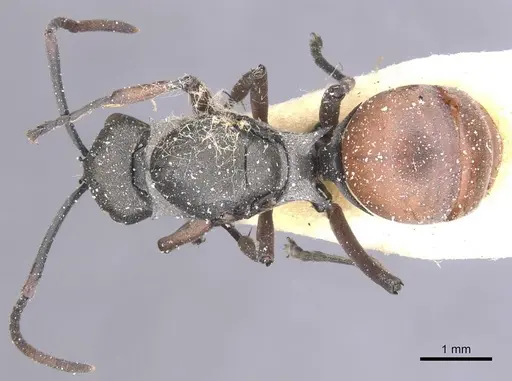Polyrhachis tibialis specimen CASENT0912156 image casent0912156_1
