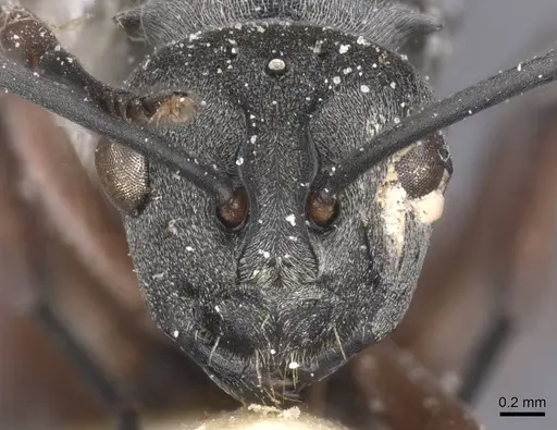 Polyrhachis tibialis specimen CASENT0912156 image casent0912156_2