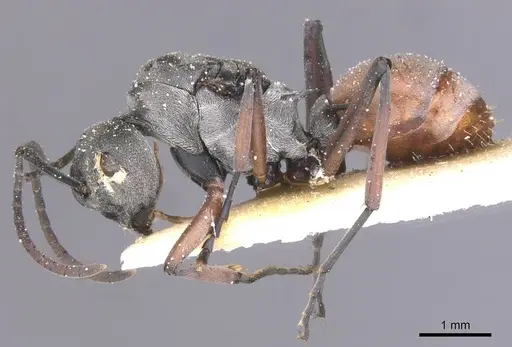 Polyrhachis tibialis specimen CASENT0912156 image casent0912156_3