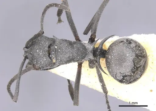Polyrhachis tibialis specimen CASENT0912157 image casent0912157_1