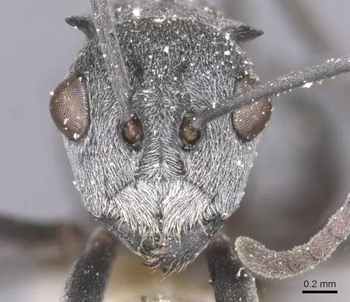 Polyrhachis tibialis specimen CASENT0912157 image casent0912157_2