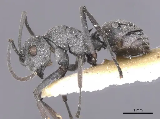 Polyrhachis tibialis specimen CASENT0912157 image casent0912157_3