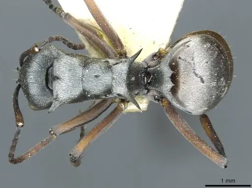 Polyrhachis tibialis specimen CASENT0912158 image casent0912158_1